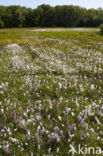 Flea Sedge (Carex pulicaris)