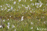 Vlozegge (Carex pulicaris) 