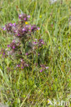 Flea Sedge (Carex pulicaris)