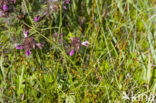 Vlozegge (Carex pulicaris) 