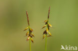 Flea Sedge (Carex pulicaris)