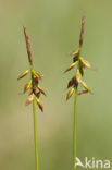 Flea Sedge (Carex pulicaris)