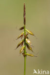 Flea Sedge (Carex pulicaris)