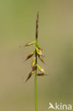 Flea Sedge (Carex pulicaris)