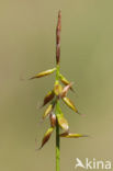 Flea Sedge (Carex pulicaris)