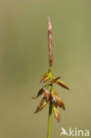 Flea Sedge (Carex pulicaris)