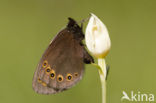 Woodland Ringlet (Erebia medusa)