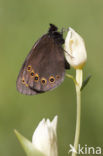 Woodland Ringlet (Erebia medusa)