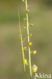 walking stick (Clonopsis gallica)