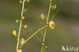 walking stick (Clonopsis gallica)