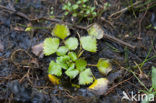 Waterchestnut (Trapa natans)