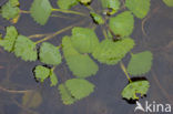 Waterchestnut (Trapa natans)