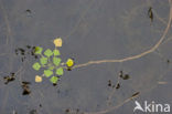 Waterchestnut (Trapa natans)