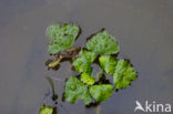 Waterchestnut (Trapa natans)