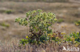 Wilde kruisdistel (Eryngium campestre)