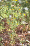 Wollige saffloer (Carthamus lanatus)