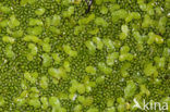 Rootless Duckweed (Wolffia arrhiza)