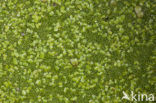 Rootless Duckweed (Wolffia arrhiza)