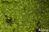 Rootless Duckweed (Wolffia arrhiza)
