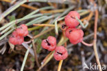 Zeedruif (Ephedra distachya)