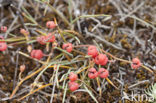 Zeedruif (Ephedra distachya)