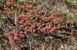 Zeedruif (Ephedra distachya)