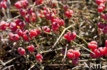 Zeedruif (Ephedra distachya)