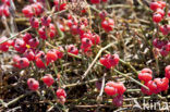 Zeedruif (Ephedra distachya)