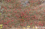 Zeedruif (Ephedra distachya)