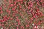 Zeedruif (Ephedra distachya)