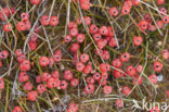 Zeedruif (Ephedra distachya)