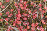 Zeedruif (Ephedra distachya)