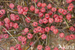 Zeedruif (Ephedra distachya)