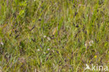 Glaucous Sedge (Carex flacca)