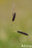 Glaucous Sedge (Carex flacca)