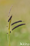 Glaucous Sedge (Carex flacca)