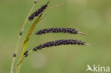 Glaucous Sedge (Carex flacca)