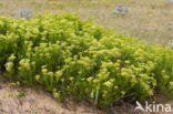 Rock Samphire (Crithmum maritimum)