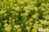 Rock Samphire (Crithmum maritimum)