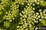 Rock Samphire (Crithmum maritimum)