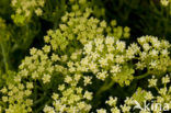 Rock Samphire (Crithmum maritimum)