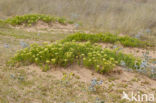 Rock Samphire (Crithmum maritimum)