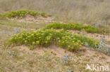 Zeevenkel (Crithmum maritimum) 