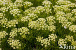 Rock Samphire (Crithmum maritimum)