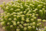 Rock Samphire (Crithmum maritimum)