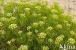Rock Samphire (Crithmum maritimum)