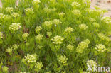 Rock Samphire (Crithmum maritimum)