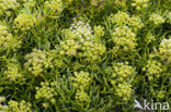 Rock Samphire (Crithmum maritimum)