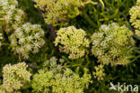 Rock Samphire (Crithmum maritimum)