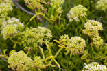 Rock Samphire (Crithmum maritimum)